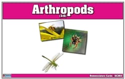 Arthropods Nomenclature Cards