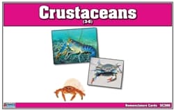 Crustaceans Nomenclature Cards