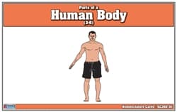 Human Body Parts Nomenclature Cards