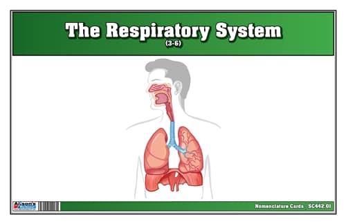 Respiratory System – Nomenclature Cards (3–6)