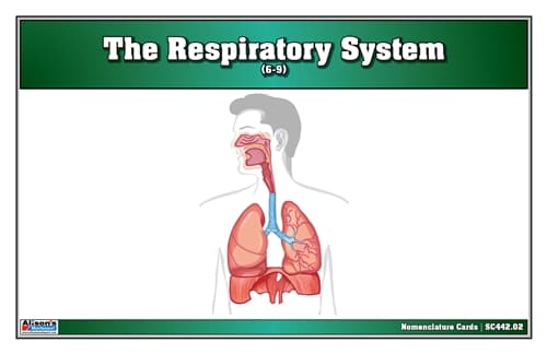 Respiratory System – Nomenclature Cards (6–9)