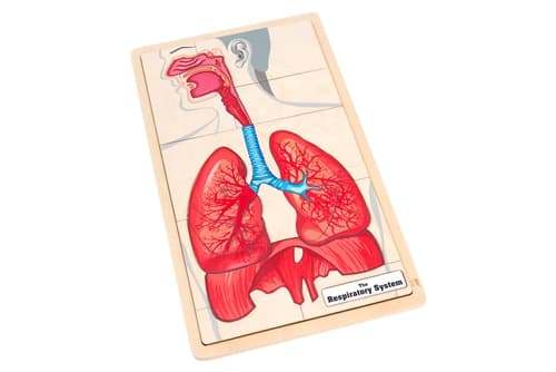 The Respiratory System Puzzle