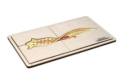 Parts of a Platyhelminth Puzzle