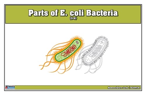 E. coli Bacteria – Nomenclature Cards (3–6)