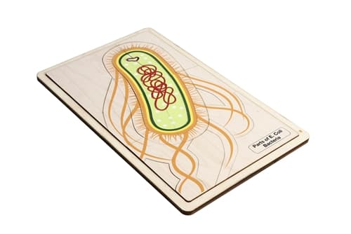 Parts of E. coli Bacteria Puzzle and Cards (3-6)