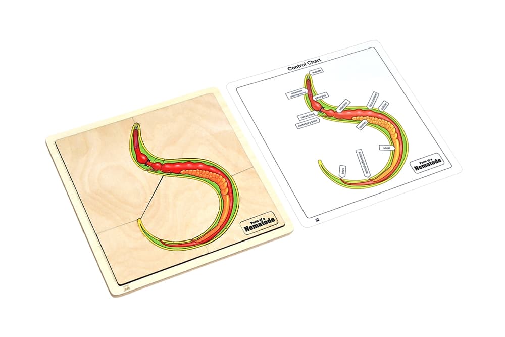 Parts of a Nematode Puzzle