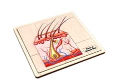Parts of Human Hair Puzzle