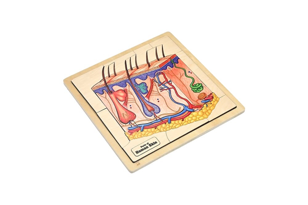 Parts of Human Skin Puzzle