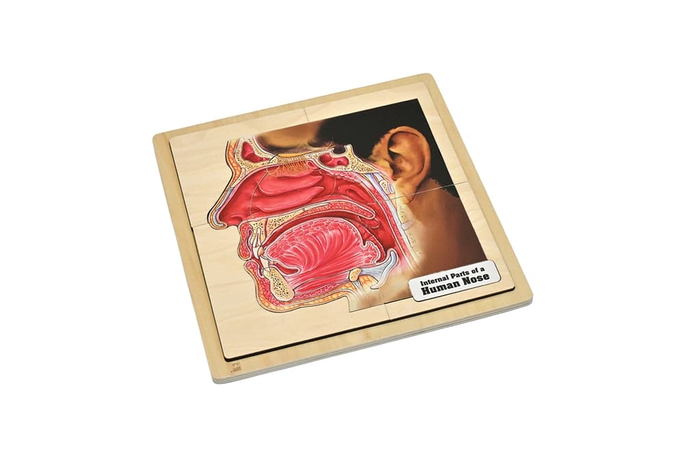 Internal Parts of a Human Nose Puzzle