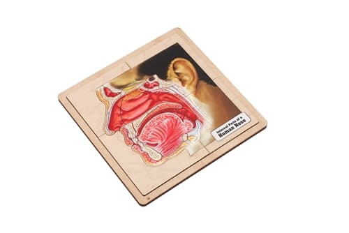 Internal Parts of a Human Nose Puzzle