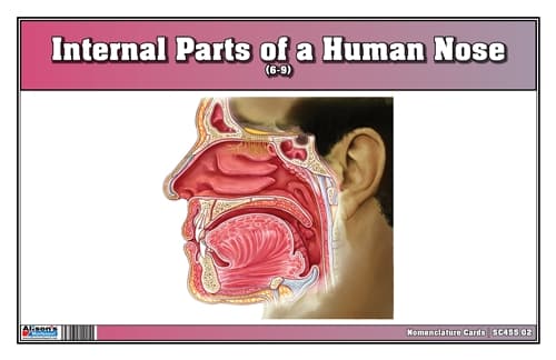 Internal Parts of Human Nose – Cards (Ages 6–9)