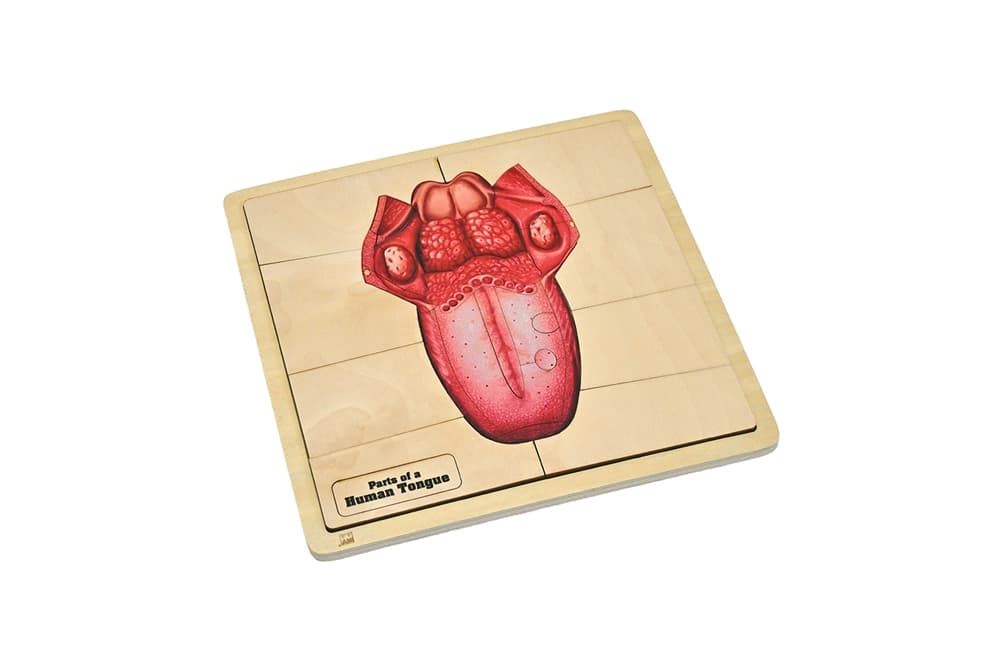 Parts of a Human Tongue Puzzle