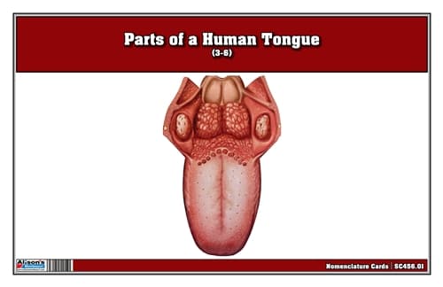 Human Tongue Anatomy – Nomenclature Cards (3–6)