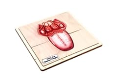 Parts of a Human Tongue Puzzle and Cards (6-9)