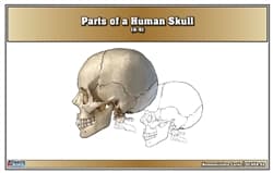 Human Skull Anatomy – Nomenclature Cards (6–9)
