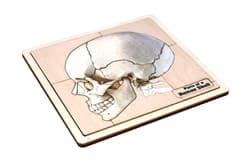 Parts of a Human Skull Puzzle and Cards (6-9)