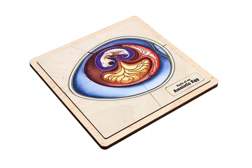 Parts of an Amniotic Egg Puzzle and Cards (6-9)