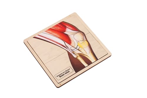 Anatomy of a Human Knee Joint Set (6-9)