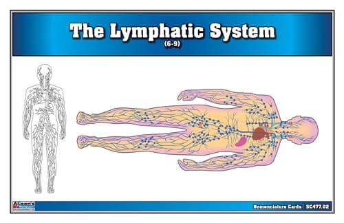 Lymph System – Nomenclature Cards (Ages 6–9)