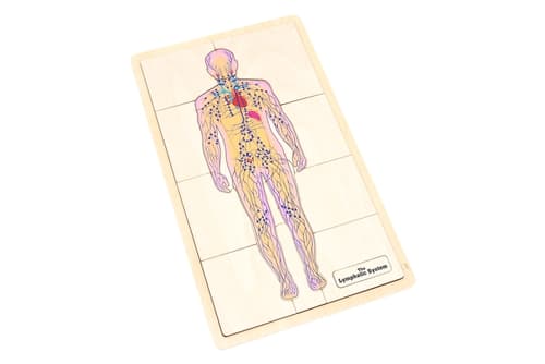 The Lymphatic System Puzzle and Cards (3-6)