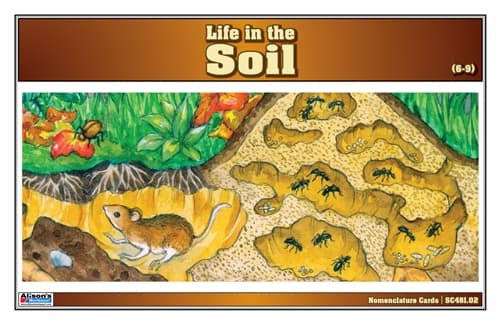 Life in the Soil Nomenclature Cards (6-9)