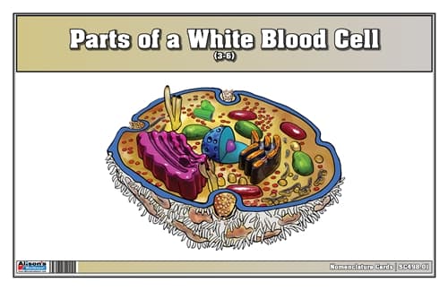 White Blood Cell – Nomenclature Cards (3–6)