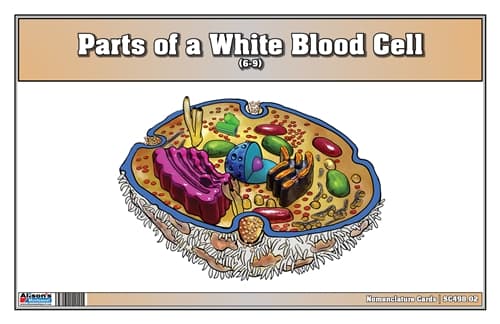 White Blood Cell – Nomenclature Cards (6–9)