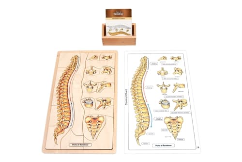 Parts of a Vertebrae Puzzle with Research Cards