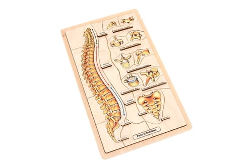 Parts of a Vertebrae Puzzle