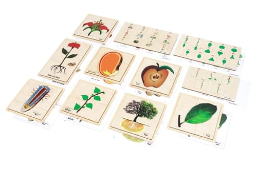 Primary Botany Nomenclature Cards Complete Set
