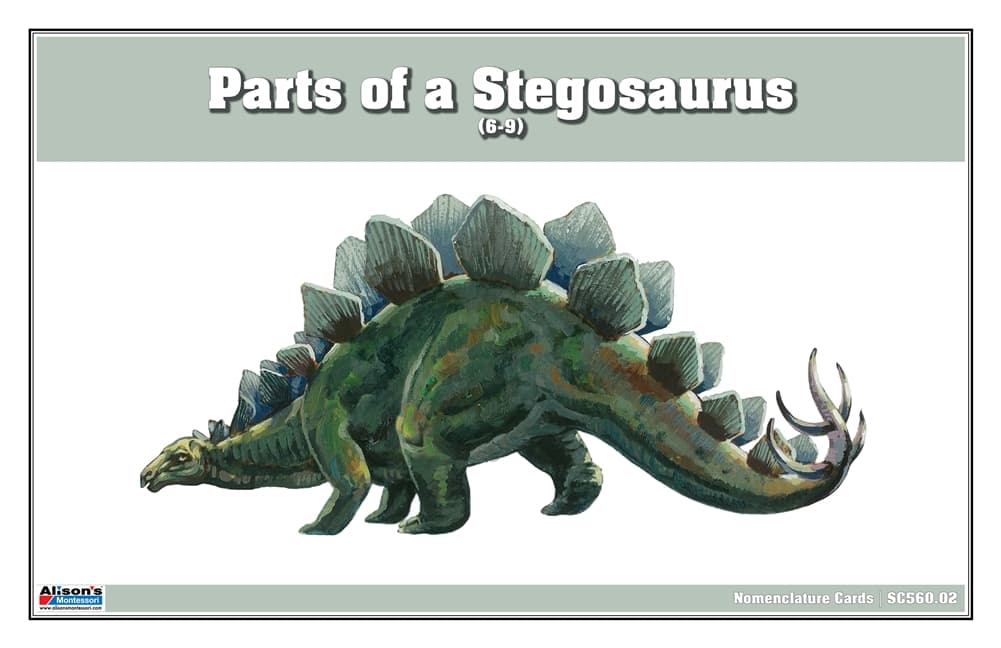Parts of a Stegosaurus Nomenclature