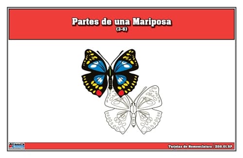 Partes de una Mariposa (3-6)