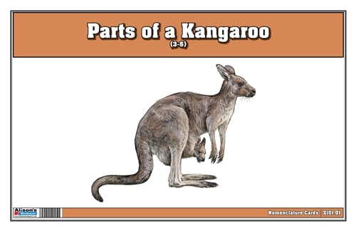 Parts of a Kangaroo Laminate & Cut
