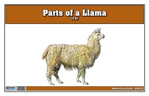 Parts of a Llama Laminate & Cut
