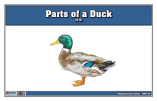 Parts of a Duck Laminate & Cut