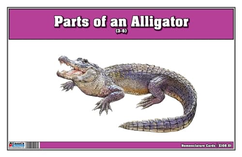 Parts of an Alligator Three Part Cards