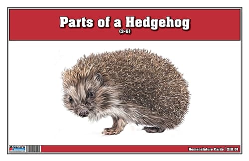 Parts of a Hedgehog Three Part Cards