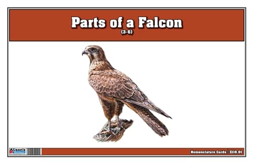 Parts of a Falcon Laminate & Cut