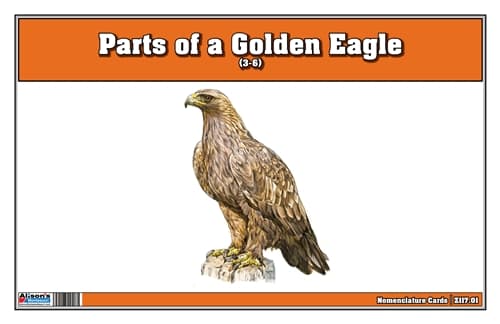 Parts of a Golden Eagle