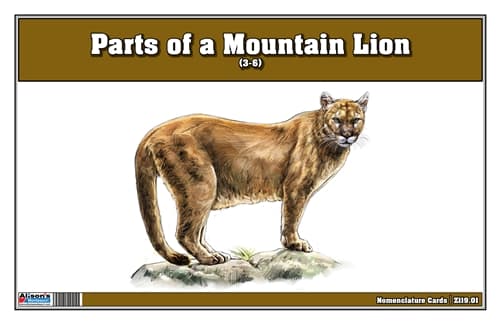 Parts of a Mountain Lion Three Part Cards