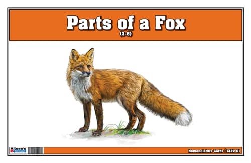 Parts of a Fox Three Part Cards