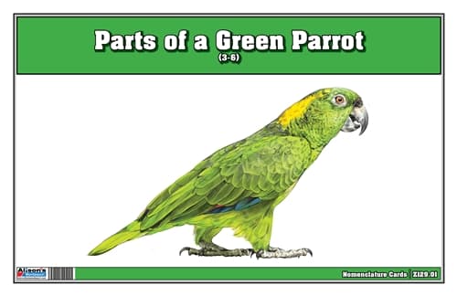 Parts of a Green Parrot Three Part Cards