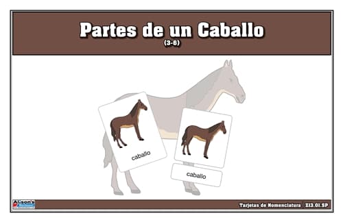 Caballo – Tarjetas de Nomenclatura (3-6)