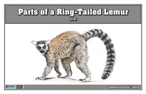Parts of Ring-Tailed Lemur – 3-Part Cards