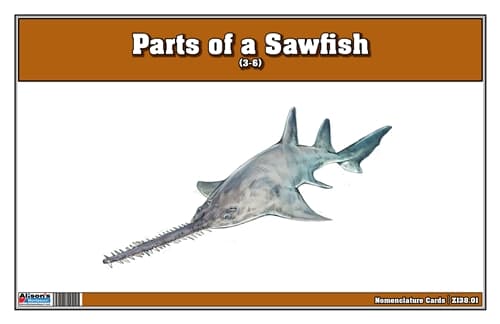 Parts of a Sawfish Three Part Cards (3-6)