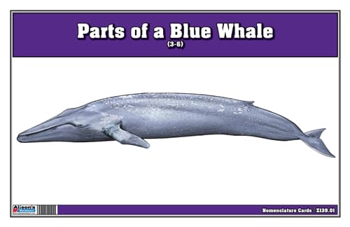 Part of a Blue Whale Three Part Cards (3-6)