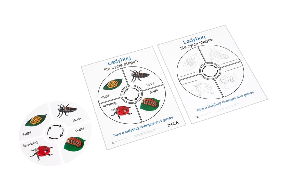 Life Cycle of a Ladybug Cards