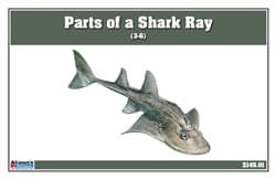 Montessori Shark Ray 3-Part Cards (3–6)