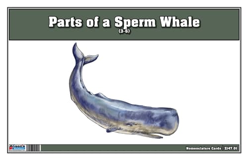 Parts of a Sperm Whale – 3-Part Cards (3–6)