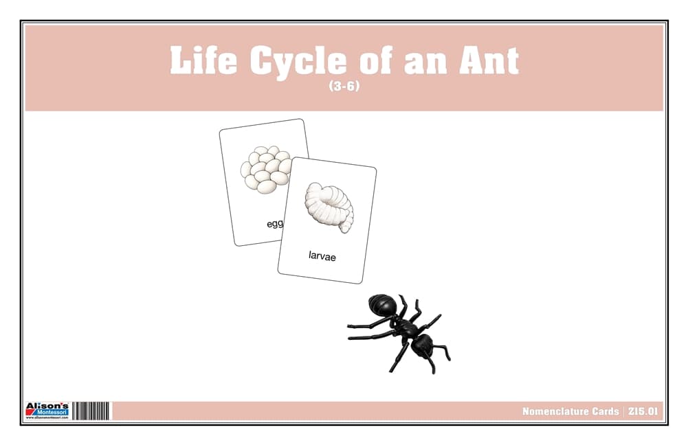 Life Cycle of an Ant Nomenclature Cards